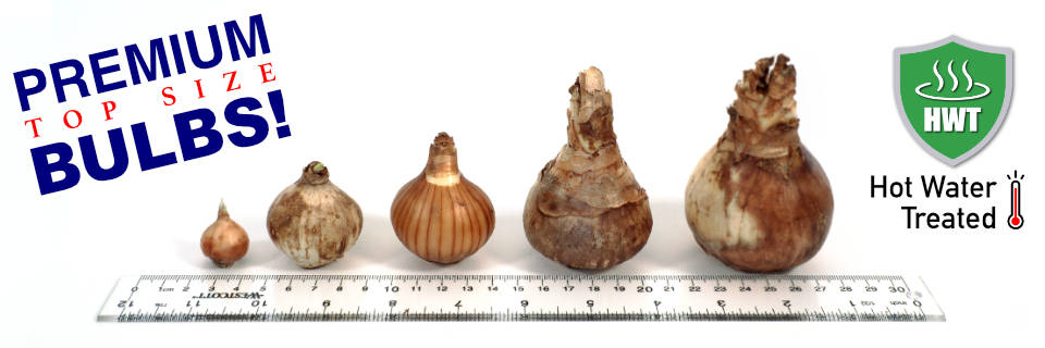 Premium Top Size Bulbs