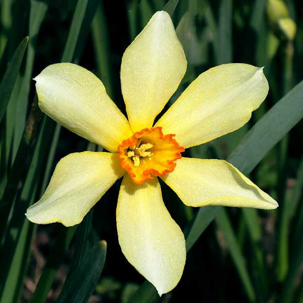 Bath’s Flame