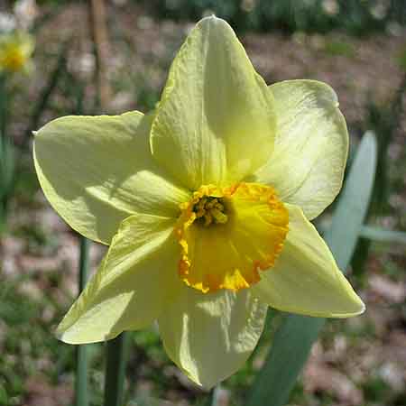 Croesus