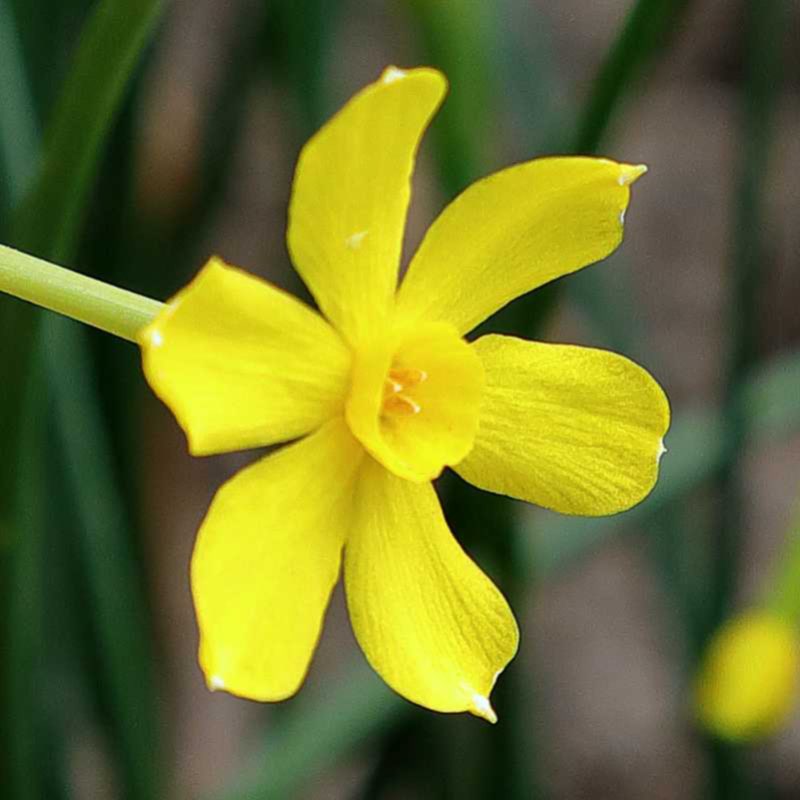 Early Louisiana Jonquil