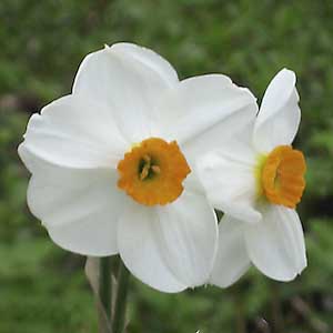 Geranium