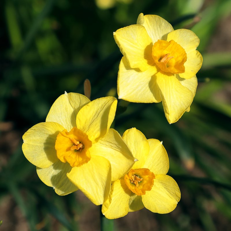 Golden Dawn