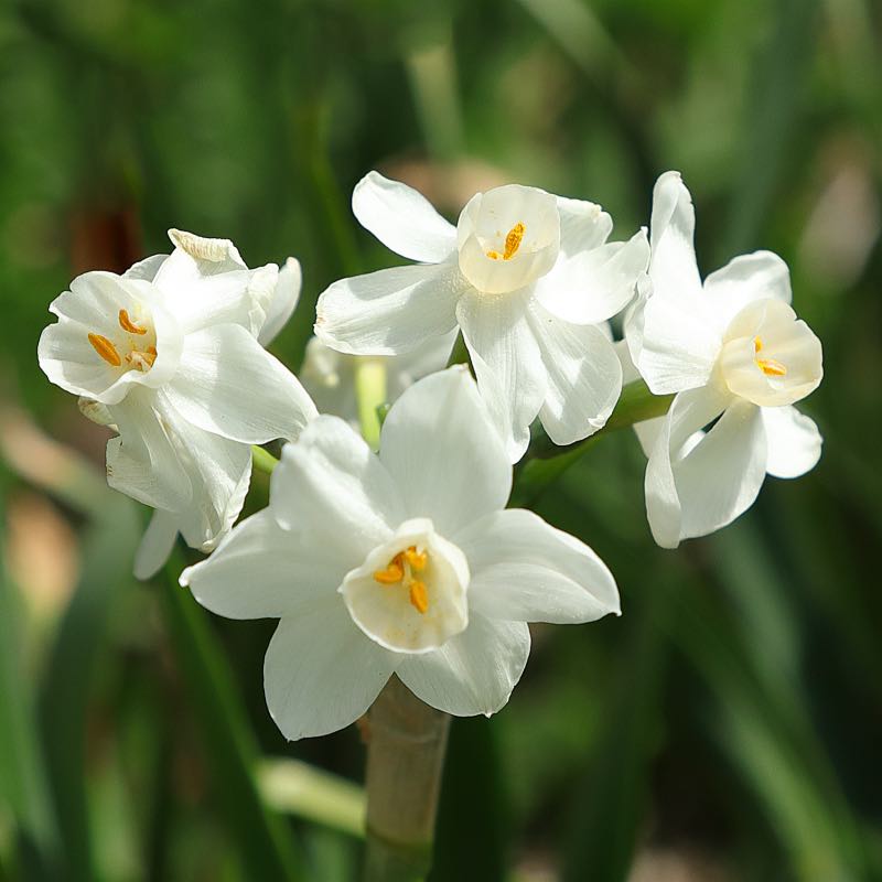 Grand Primo Citronière
