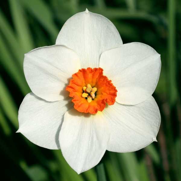 Kazuko