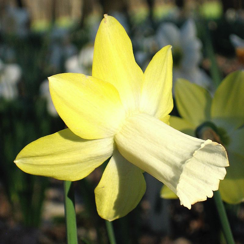 Lemon Silk