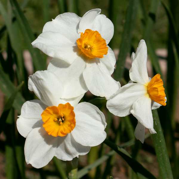 Orange Blossom