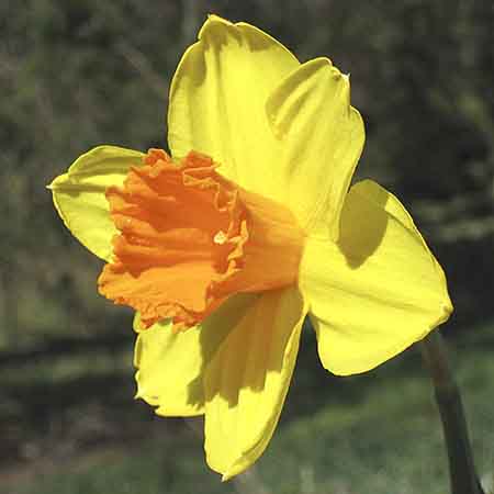 Pimpernel