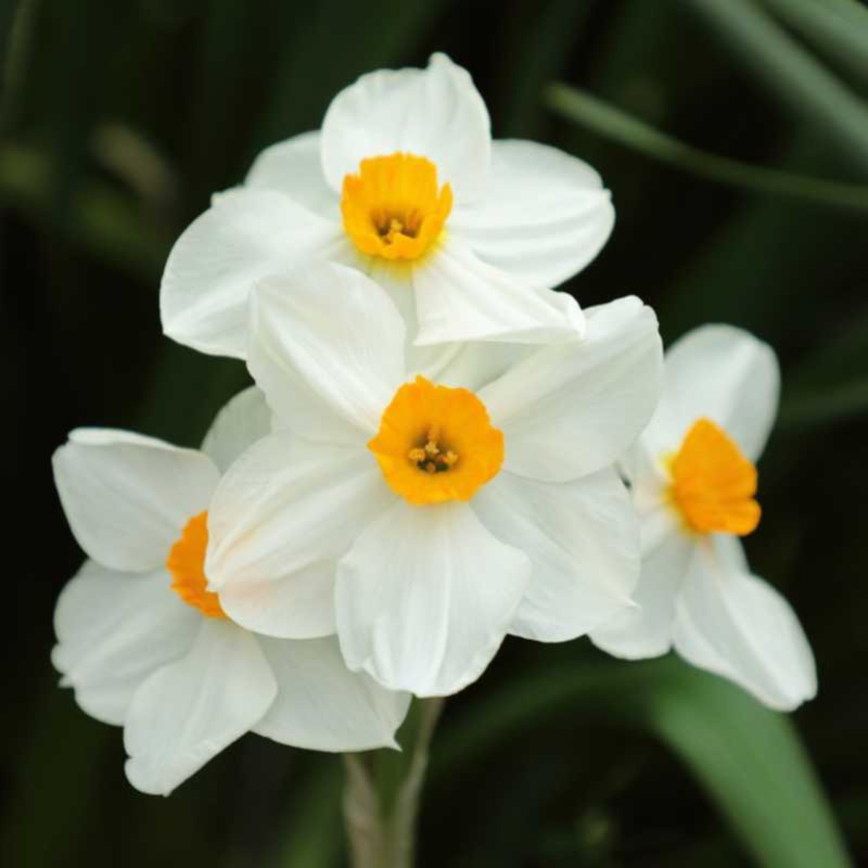 Pride of Cornwall
