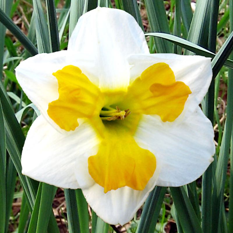 Tricollet
