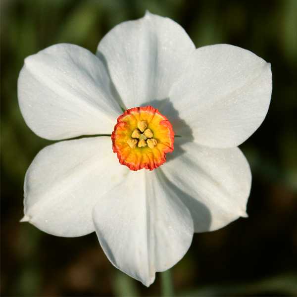 <i>N. poeticus var. ‘Ornatus’</i>