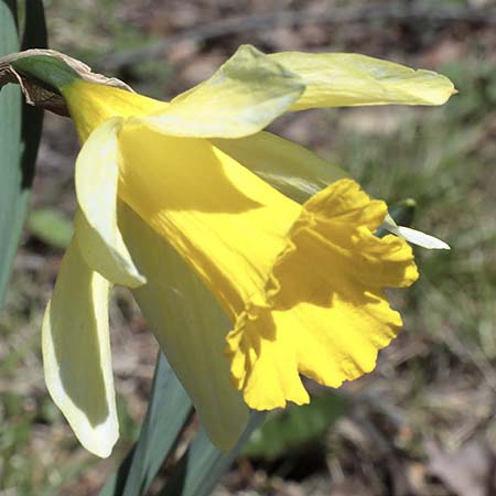 <i>N. pseudonarcissus</i>