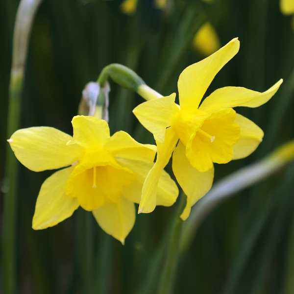 <i>N. x odorus</i>